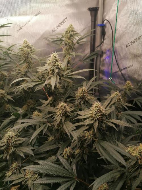Sweet Berry's. Week 14 - W7D43