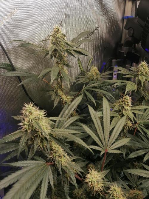 Sweet Berry's. Week 14 - W7D43