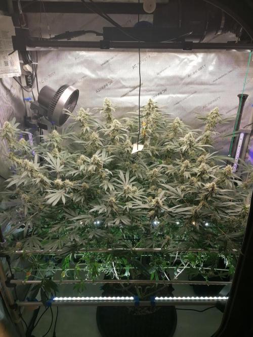 Sweet Berry's. Week 14 - W7D43