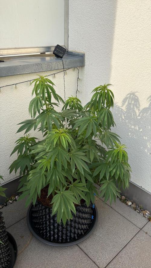 Sweet Berry's. Week 14 - Chilled Cherry
W14
