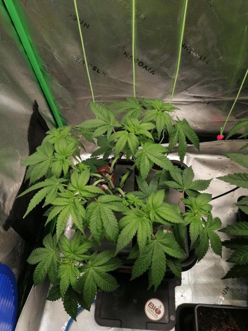 Sweetopia. Week 5
