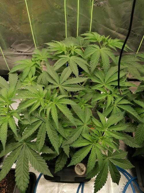 Sweetopia -Paradise Seeds-. Week 5 - W5D29