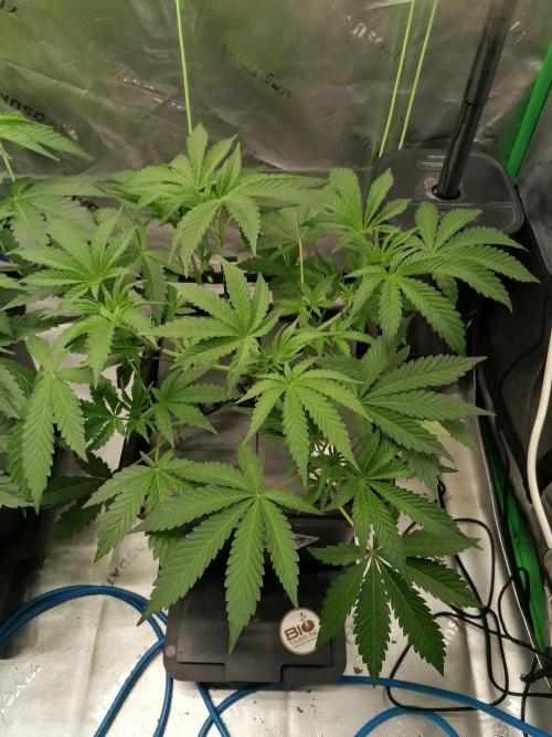 Sweetopia -Paradise Seeds-. Week 5 - W5D29