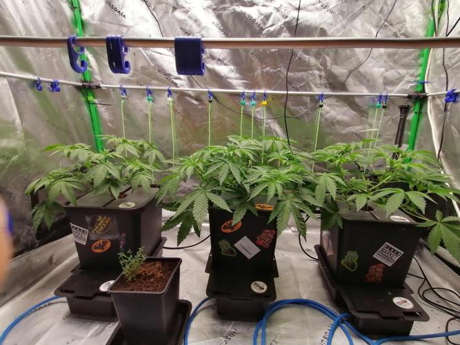 Sweetopia -Paradise Seeds-. Week 5 - W5D29