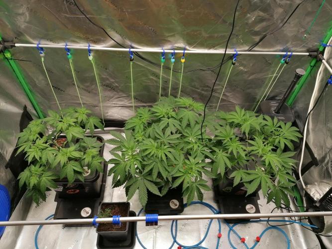 Sweetopia -Paradise Seeds-. Week 5 - W5D29