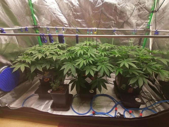 Sweetopia -Paradise Seeds-. Week 5 - W5D33