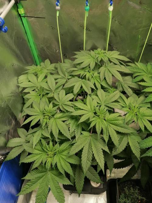 Sweetopia. Week 5