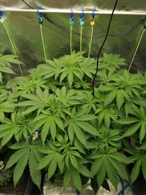 Sweetopia -Paradise Seeds-. Week 5 - W5D33