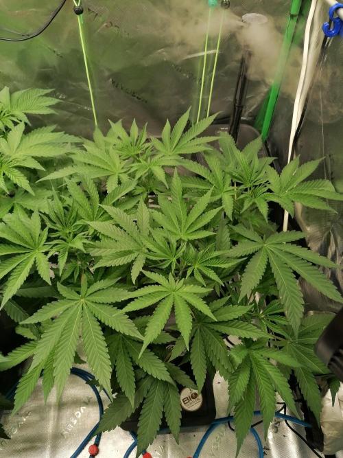 Sweetopia -Paradise Seeds-. Week 5 - W5D33