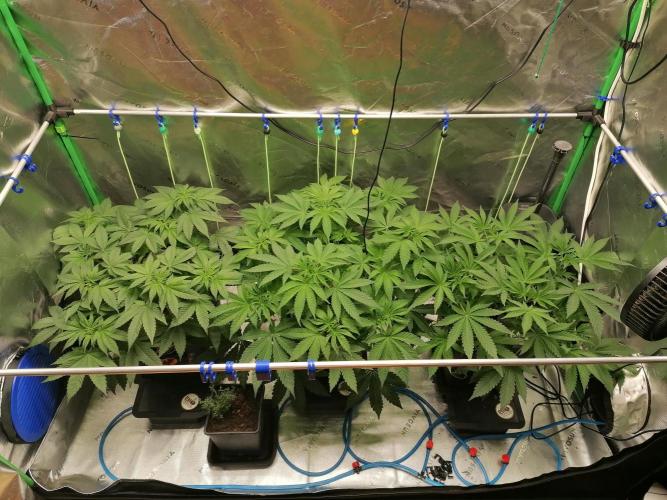 Sweetopia -Paradise Seeds-. Week 5 - W5D33