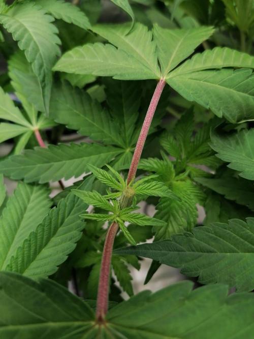 Sweetopia -Paradise Seeds-. Week 6 - Mitte