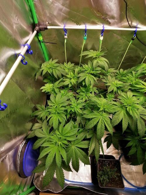 Sweetopia -Paradise Seeds-. Week 6 - W6D36 