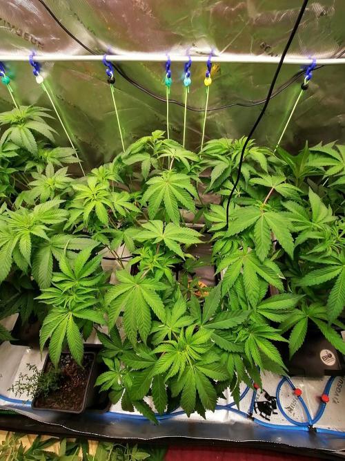 Sweetopia -Paradise Seeds-. Week 6 - W6D36 