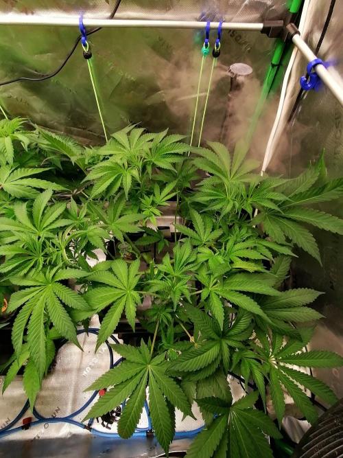 Sweetopia -Paradise Seeds-. Week 6 - W6D36 