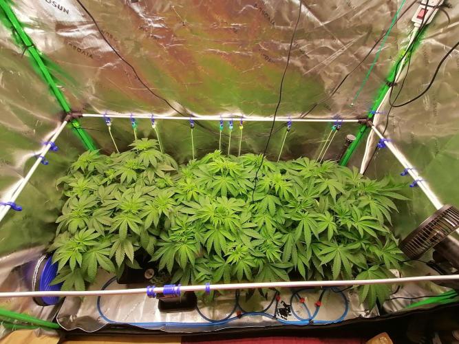Sweetopia -Paradise Seeds-. Week 6 - W6D36
Vor dem defoil/toppen 