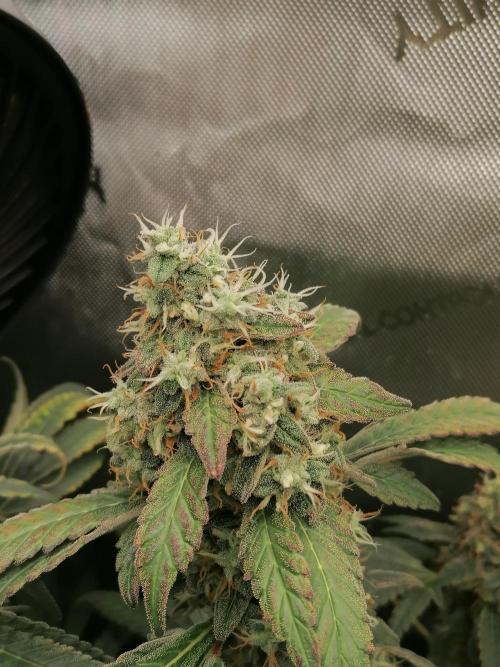 Sweet Berry's. Week 16 - W9D57