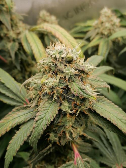 Sweet Berry's. Week 16 - W9D57