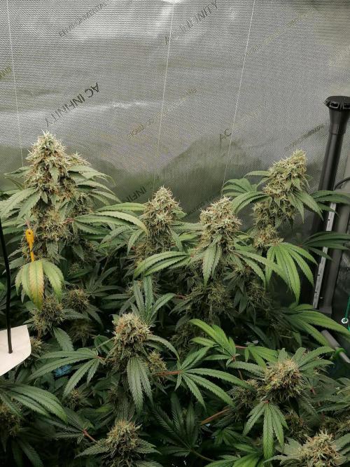 Sweet Berry's. Week 16 - W9D57