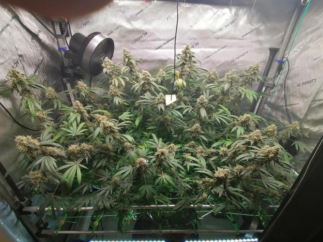 Sweet Berry's. Week 16 - W9D57