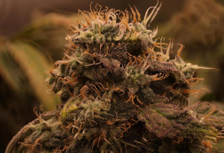 Growers Choice - Blue forestberry by Brujha77