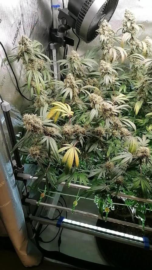 Sweet Berry's