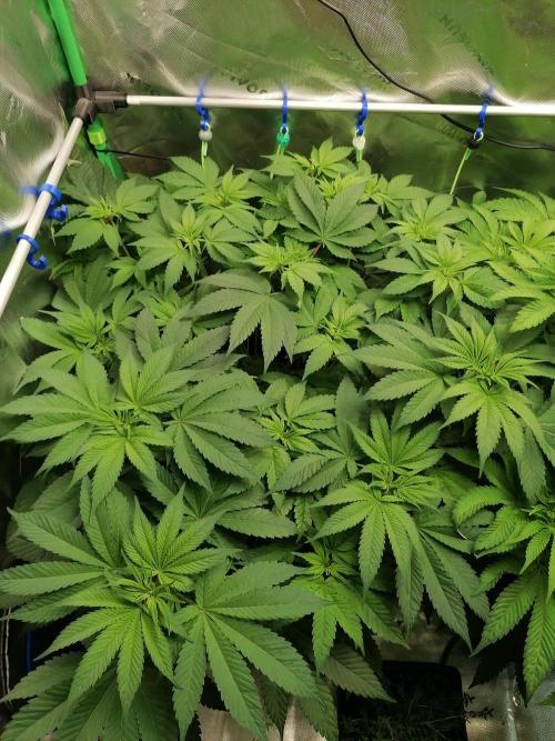 Sweetopia -Paradise Seeds-. Week 7 - W7D43
Links