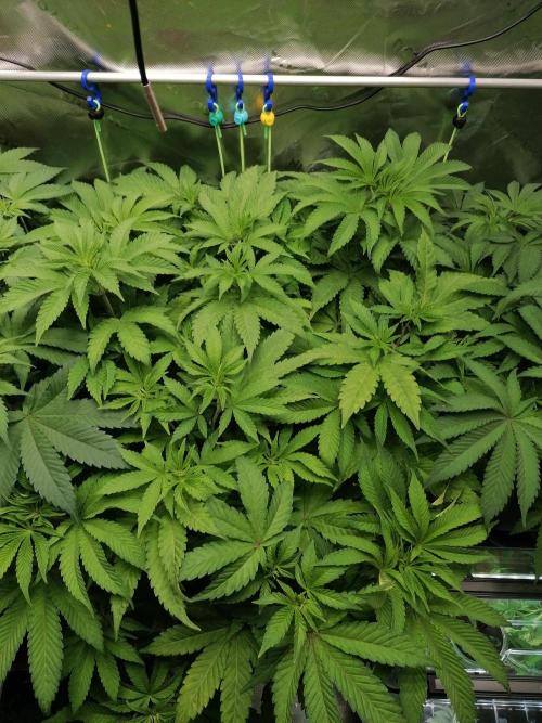 Sweetopia -Paradise Seeds-. Week 7 - W7D43
Mitte