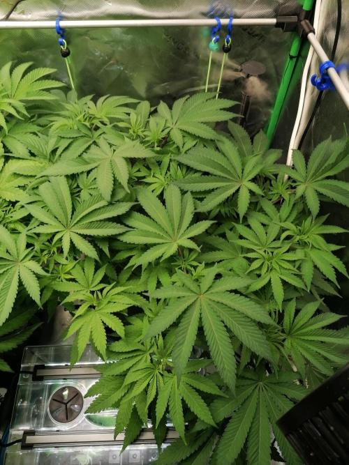 Sweetopia -Paradise Seeds-. Week 7 - W7D43
Rechts