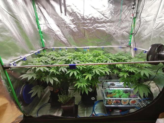 Sweetopia -Paradise Seeds-. Week 7 - W7D43