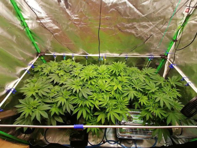 Sweetopia -Paradise Seeds-. Week 7 - W7D43