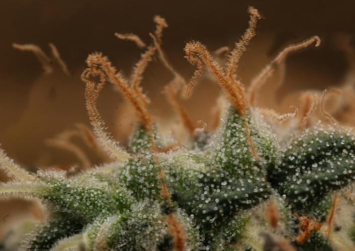Sweet Berry's. Week 16 - W9D61