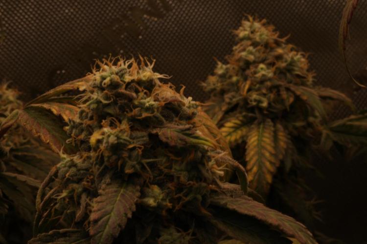 Sweet Berry's. Week 16 - W9D61