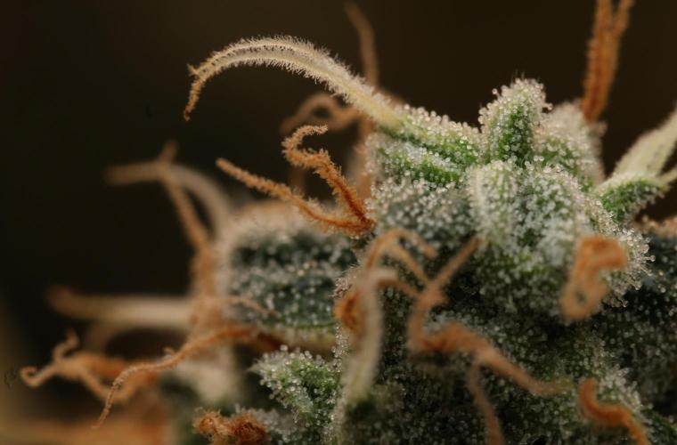 Sweet Berry's. Week 16 - W9D61