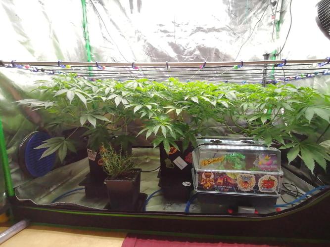 Sweetopia. Week 7