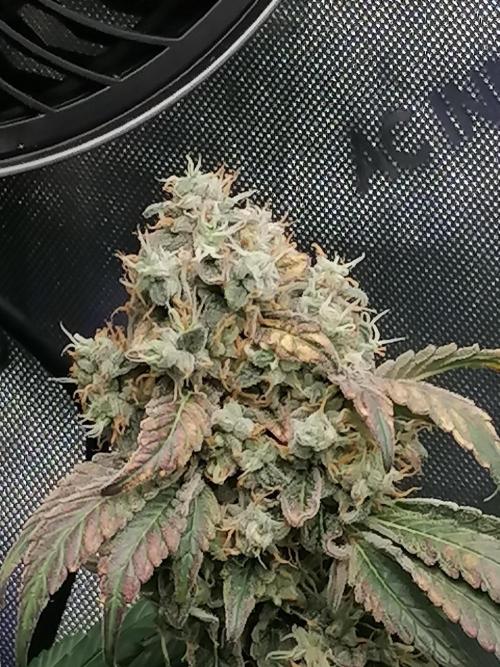 Sweet Berry's. Week 17 - W10D64