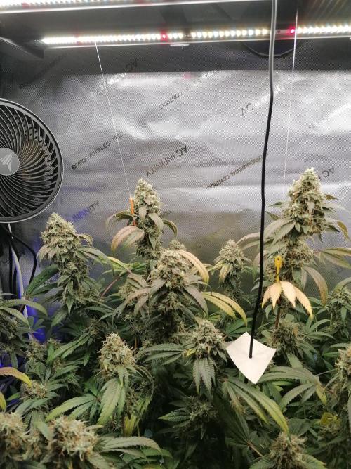 Sweet Berry's. Week 17 - W10D64