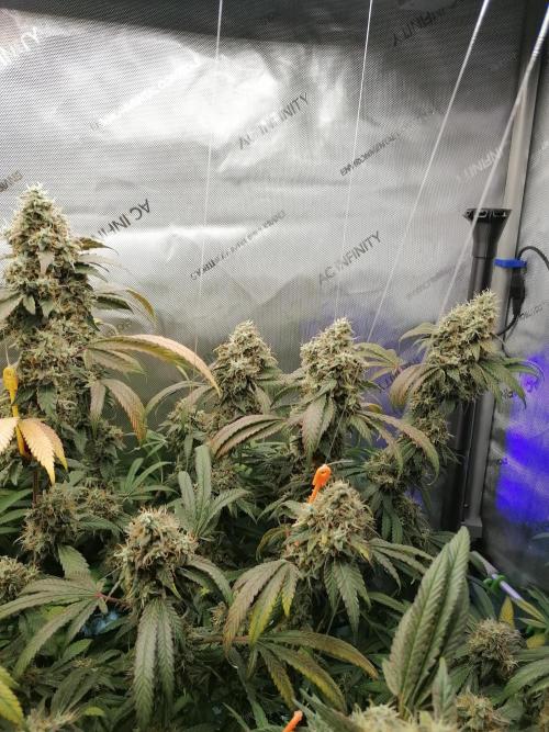 Sweet Berry's. Week 17 - W10D64