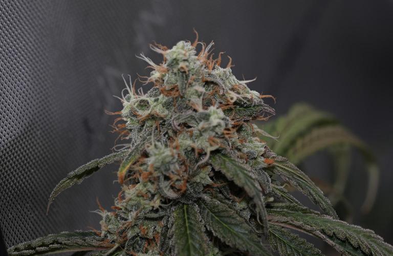Sweet Berry's. Week 17 - W10D64