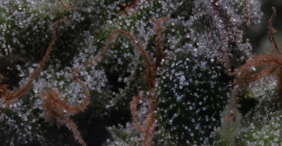 Sweet Berry's. Week 17 - W10D64