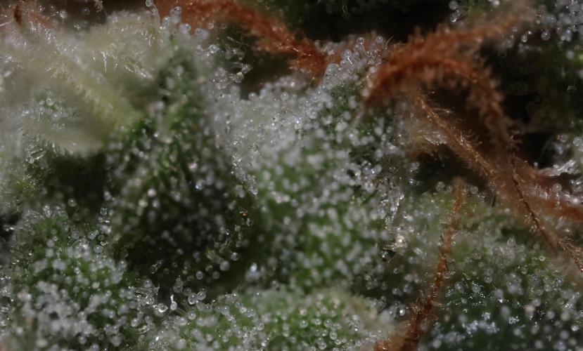 Sweet Berry's. Week 17 - W10D64