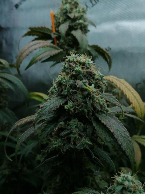 Sweet Berry's. Week 17 - W10D64