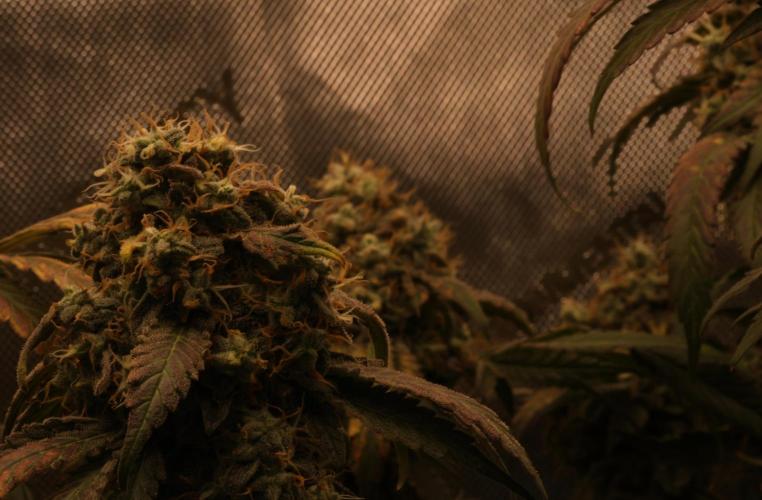 Growers Choice - Blue forestberry by Brujha77