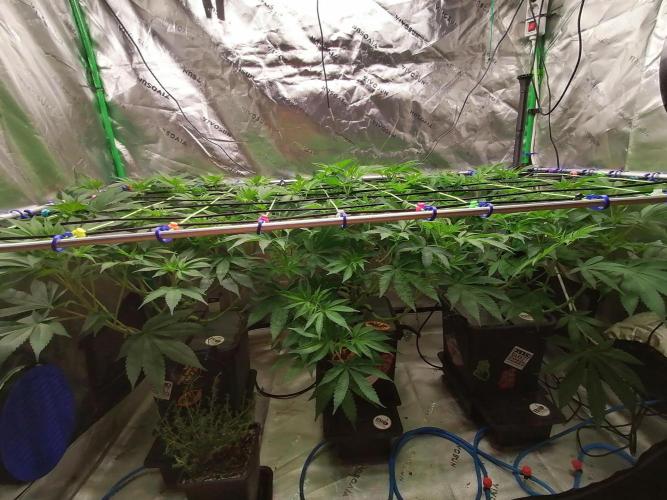 Sweetopia -Paradise Seeds-. Week 7 - W7D48