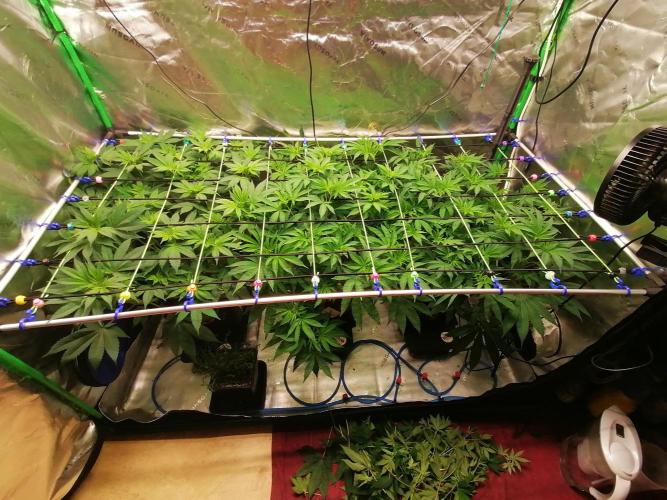 Sweetopia -Paradise Seeds-. Week 7 - W7D48