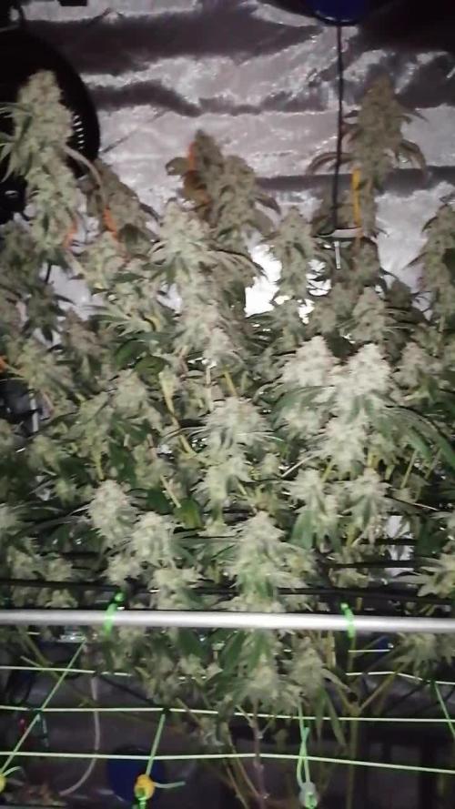 Sweet Berry's