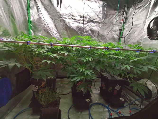 Sweetopia -Paradise Seeds-. Week 8 - W8D1 Flower