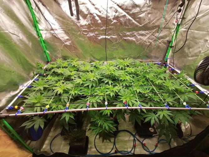 Sweetopia -Paradise Seeds-. Week 8 - W8D1 Flower