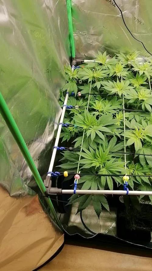 Sweetopia -Paradise Seeds-