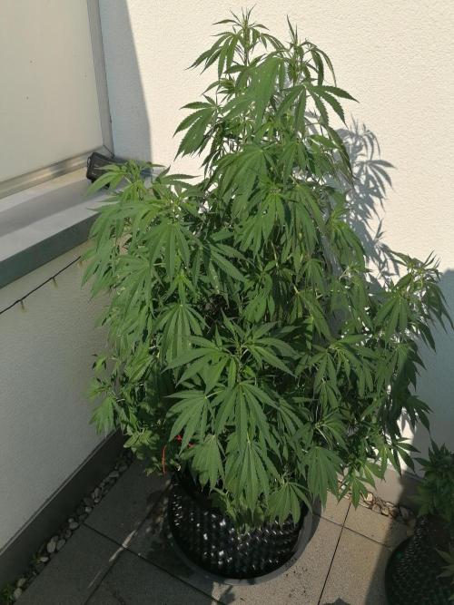 Sweet Berry's. Week 17 - Chilled Cherry
W17