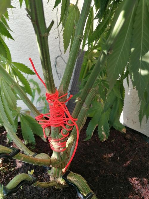 Sweet Berry's. Week 17 - Chilled Cherry 